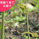 Thumbnail of new posts 005